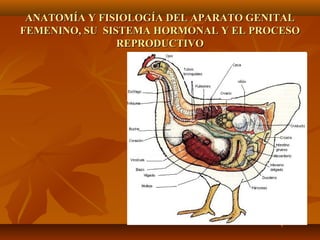 Anatomia y fisiologia aviar