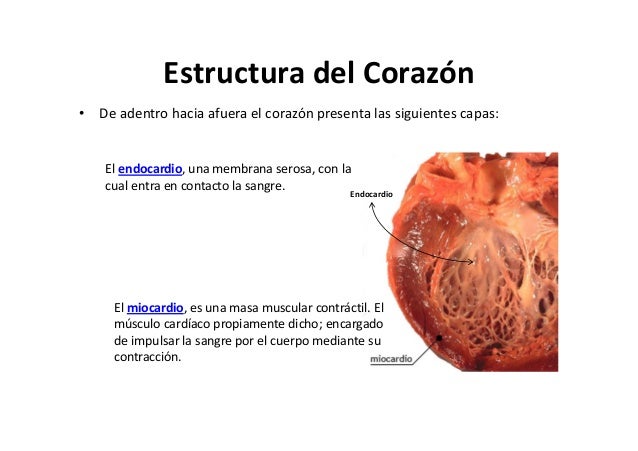 Capas Del Corazon De Adentro Hacia Afuera