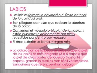 Labios Boca Anatomia_y_Fisiologia_BOCA.pdf