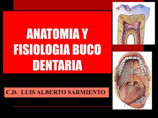ANATOMIA Y
FISIOLOGIA BUCO
DENTARIA
C.D. LUIS ALBERTO SARMIENTO
 