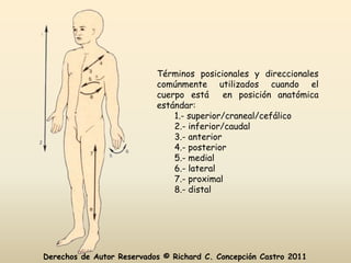 Términos posicionales y direccionales
                           comúnmente utilizados cuando el
                           cuerpo está      en posición anatómica
                           estándar:
                               1.- superior/craneal/cefálico
                               2.- inferior/caudal
                               3.- anterior
                               4.- posterior
                               5.- medial
                               6.- lateral
                               7.- proximal
                               8.- distal




Derechos de Autor Reservados © Richard C. Concepción Castro 2011
 