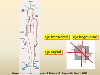 eje transversal         eje longitudinal



                           eje sagital




Derechos de Autor Reservados © Richard C. Concepción Castro 2011
 