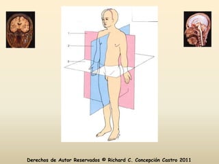 Derechos de Autor Reservados © Richard C. Concepción Castro 2011
 