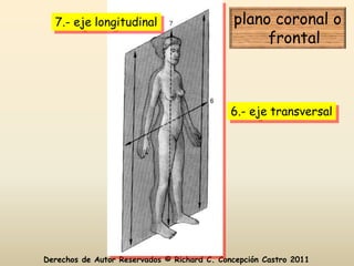 7.- eje longitudinal                       plano coronal o
                                                  frontal



                                             6.- eje transversal




Derechos de Autor Reservados © Richard C. Concepción Castro 2011
 