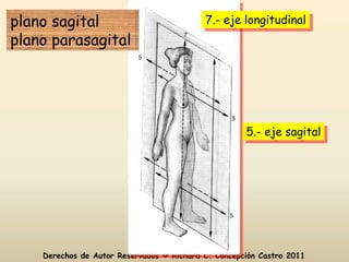 plano sagital                              7.- eje longitudinal
plano parasagital




                                                     5.- eje sagital




    Derechos de Autor Reservados © Richard C. Concepción Castro 2011
 