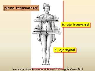 plano transversal


                                                6.- eje transversal




                                         5.- eje sagital




   Derechos de Autor Reservados © Richard C. Concepción Castro 2011
 
