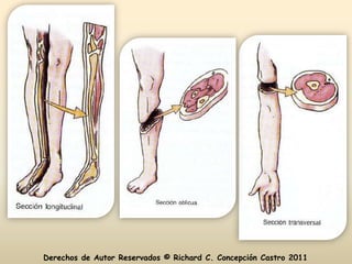 Derechos de Autor Reservados © Richard C. Concepción Castro 2011
 