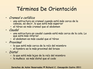 Términos De Orientación
• Craneal o cefálica
   – una estructura es craneal cuando está más cerca de la
     cabeza, es decir, lo que está más superior
   – el tórax es más craneal que el abdomen
• Caudal
   – una estructura es caudal cuando está más cerca de la cola. Lo
     que está más inferior
   – el abdomen es más caudal que el tórax
• Proximal
   – lo que está más cerca de la raíz del miembro
   – el hombro es lo más proximal del brazo
• Distal
   – lo que está más lejos de la raíz del miembro
   – la muñeca es más distal que el codo


    Derechos de Autor Reservados © Richard C. Concepción Castro 2011
 