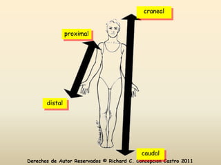 craneal


                proximal




       distal




                                            caudal
Derechos de Autor Reservados © Richard C. Concepción Castro 2011
 