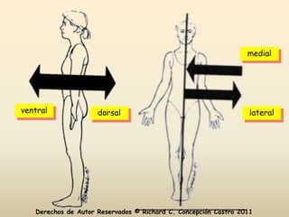 medial




ventral              dorsal                                       lateral




   Derechos de Autor Reservados © Richard C. Concepción Castro 2011
 