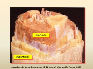 profundo




    superficial



Derechos de Autor Reservados © Richard C. Concepción Castro 2011
 