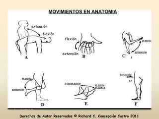 extensión

            flexión
                        flexión



                       extensión




Derechos de Autor Reservados © Richard C. Concepción Castro 2011
 
