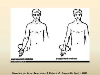 Derechos de Autor Reservados © Richard C. Concepción Castro 2011
 