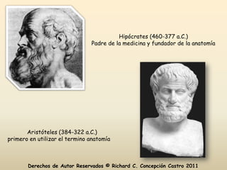 Hipócrates (460-377 a.C.)
                               Padre de la medicina y fundador de la anatomía




       Aristóteles (384-322 a.C.)
primero en utilizar el termino anatomía



       Derechos de Autor Reservados © Richard C. Concepción Castro 2011
 