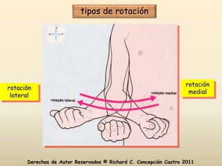 tipos de rotación




                                                                  rotación
rotación
                                                                   medial
 lateral




      Derechos de Autor Reservados © Richard C. Concepción Castro 2011
 