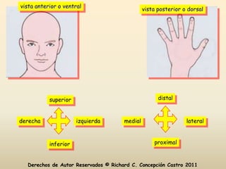 vista anterior o ventral
                                               vista posterior o dorsal




           superior                                  distal



derecha               izquierda       medial                    lateral



           inferior                                proximal


  Derechos de Autor Reservados © Richard C. Concepción Castro 2011
 