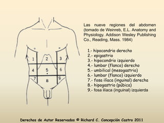 Las nueve regiones del abdomen
                                (tomado de Weinreb, E.L. Anatomy and
                                Physiology. Addison Wesley Publishing
                                Co., Reading, Mass. 1984)

                                   1.- hipocondrio derecho
                                   2.- epigastrio
                                   3.- hipocondrio izquierdo
                                   4.- lumbar (flanco) derecho
                                   5.- umbilical (mesogastrio)
                                   6.- lumbar (flanco) izquierdo
                                   7.- fosa ilíaca (inguinal) derecha
                                   8.- hipogastrio (púbica)
                                   9.- fosa ilíaca (inguinal) izquierda




Derechos de Autor Reservados © Richard C. Concepción Castro 2011
 