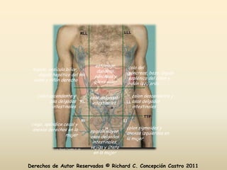 estómago,      cola del
 hígado, vesícula biliar,      duodeno,
    ángulo hepático del                      páncreas, bazo, ángulo
                              páncreas y     esplénico del colon y
 colon y riñón derecho        plexo solar    riñón izquierdo

   colon ascendente y       asas delgadas      colon descendente y
         asa delgadas        intestinales      asas delgadas
          intestinales                         intestinales


 ciego, apéndice cecal y
  anexos derechos en la                      colon sigmoides y
                            epiplón mayor,   anexos izquierdos en
                  mujer     asas delgadas    la mujer
                             intestinales,
                            vejiga y útero
                              en la mujer

Derechos de Autor Reservados © Richard C. Concepción Castro 2011
 