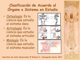 Clasificación de Acuerdo al
     Órgano o Sistema en Estudio
 • Osteología: Es la
   ciencia que estudia
   el sistema óseo.
 • Artrología: Es la
   ciencia que estudia
   el sistema articular.
 • Miología: Es la
   ciencia que estudia
   el sistema muscular.

Derechos de Autor Reservados © Richard C. Concepción Castro 2011
 
