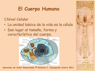 El Cuerpo Humano

 1.Nivel Celular
 • La unidad básica de la vida es la célula
 • Dan lugar al tamaño, forma y
   característica del cuerpo.




Derechos de Autor Reservados © Richard C. Concepción Castro 2011
 