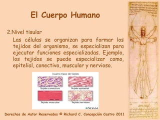 El Cuerpo Humano

 2.Nivel tisular
   Las células se organizan para formar los
   tejidos del organismo, se especializan para
   ejecutar funciones especializadas. Ejemplo,
   los tejidos se puede especializar como,
   epitelial, conectivo, muscular y nervioso.




Derechos de Autor Reservados © Richard C. Concepción Castro 2011
 