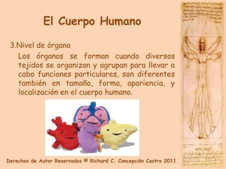 El Cuerpo Humano

 3.Nivel de órgano
   Los órganos se forman cuando diversos
   tejidos se organizan y agrupan para llevar a
   cabo funciones particulares, son diferentes
   también en tamaño, forma, apariencia, y
   localización en el cuerpo humano.




Derechos de Autor Reservados © Richard C. Concepción Castro 2011
 