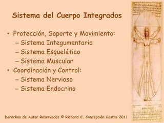 Sistema del Cuerpo Integrados

 • Protección, Soporte y Movimiento:
    – Sistema Integumentario
    – Sistema Esquelético
    – Sistema Muscular
 • Coordinación y Control:
    – Sistema Nervioso
    – Sistema Endocrino



Derechos de Autor Reservados © Richard C. Concepción Castro 2011
 