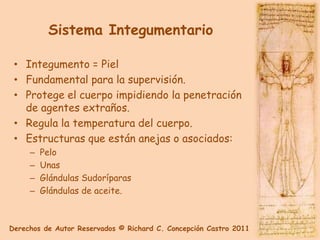 Sistema Integumentario

 • Integumento = Piel
 • Fundamental para la supervisión.
 • Protege el cuerpo impidiendo la penetración
   de agentes extraños.
 • Regula la temperatura del cuerpo.
 • Estructuras que están anejas o asociados:
     –   Pelo
     –   Unas
     –   Glándulas Sudoríparas
     –   Glándulas de aceite.



Derechos de Autor Reservados © Richard C. Concepción Castro 2011
 