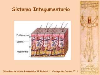 Sistema Integumentario




Derechos de Autor Reservados © Richard C. Concepción Castro 2011
 