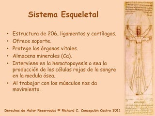 Sistema Esqueletal

 • Estructura de 206, ligamentos y cartílagos.
 • Ofrece soporte.
 • Protege los órganos vitales.
 • Almacena minerales (Ca).
 • Interviene en la hematopoyesis o sea la
   producción de las células rojas de la sangre
   en la medula ósea.
 • Al trabajar con los músculos nos da
   movimiento.


Derechos de Autor Reservados © Richard C. Concepción Castro 2011
 