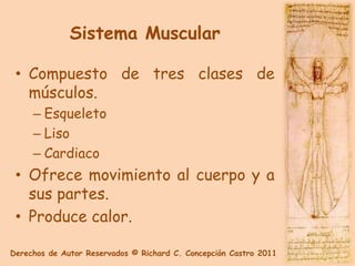 Sistema Muscular

 • Compuesto de tres clases de
   músculos.
     – Esqueleto
     – Liso
     – Cardiaco
 • Ofrece movimiento al cuerpo y a
   sus partes.
 • Produce calor.

Derechos de Autor Reservados © Richard C. Concepción Castro 2011
 