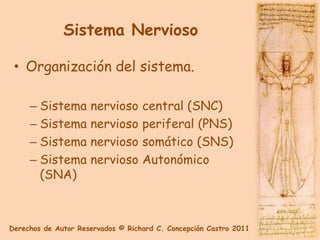 Sistema Nervioso

 • Organización del sistema.

     – Sistema nervioso            central (SNC)
     – Sistema nervioso            periferal (PNS)
     – Sistema nervioso            somático (SNS)
     – Sistema nervioso            Autonómico
       (SNA)



Derechos de Autor Reservados © Richard C. Concepción Castro 2011
 