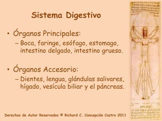 Sistema Digestivo

 • Órganos Principales:
     – Boca, faringe, esófago, estomago,
       intestino delgado, intestino grueso.


 • Órganos Accesorio:
     – Dientes, lengua, glándulas salivares,
       hígado, vesícula biliar y el páncreas.



Derechos de Autor Reservados © Richard C. Concepción Castro 2011
 