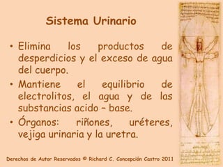 Sistema Urinario

 • Elimina    los     productos     de
   desperdicios y el exceso de agua
   del cuerpo.
 • Mantiene     el     equilibrio   de
   electrolitos, el agua y de las
   substancias acido – base.
 • Órganos:     riñones,      uréteres,
   vejiga urinaria y la uretra.

Derechos de Autor Reservados © Richard C. Concepción Castro 2011
 