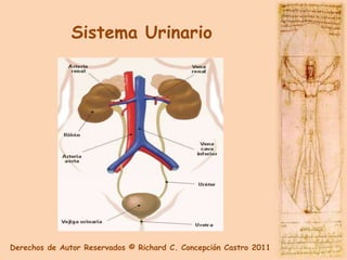 Sistema Urinario




Derechos de Autor Reservados © Richard C. Concepción Castro 2011
 