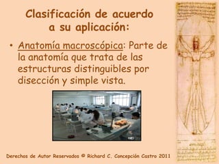 Clasificación de acuerdo
            a su aplicación:
 • Anatomía macroscópica: Parte de
   la anatomía que trata de las
   estructuras distinguibles por
   disección y simple vista.




Derechos de Autor Reservados © Richard C. Concepción Castro 2011
 