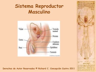 Sistema Reproductor
               Masculino




Derechos de Autor Reservados © Richard C. Concepción Castro 2011
 