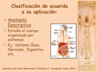 Clasificación de acuerdo
            a su aplicación:
 • Anatomía
   Descriptiva:
 • Estudia el cuerpo
   organizado por
   sistemas;
 • Ej.: Sistema Óseo,
   Nervioso, Digestivo,
   etc.


Derechos de Autor Reservados © Richard C. Concepción Castro 2011
 