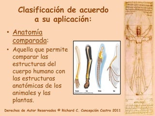 Clasificación de acuerdo
            a su aplicación:
 • Anatomía
   comparada:
 • Aquella que permite
   comparar las
   estructuras del
   cuerpo humano con
   las estructuras
   anatómicas de los
   animales y las
   plantas.
Derechos de Autor Reservados © Richard C. Concepción Castro 2011
 
