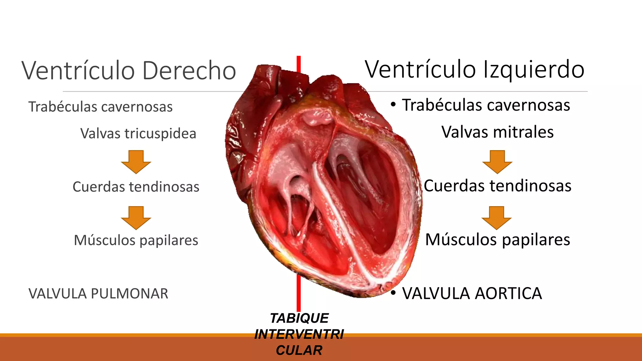 Anatomia y fisiologia cardiaca.pptx