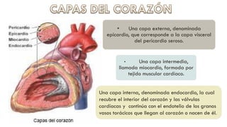 Anatomia_y_Fisiologia_Cardio.pdf