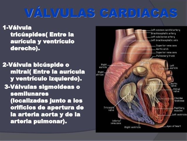 Anatomia y fisiologia cardiovascular okis