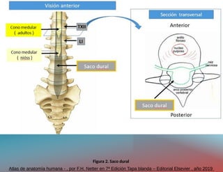 anatomia-y-fisiologia-de-columna-vertebral-pptx