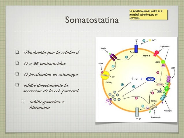 Anatomia y Fisiologia de Estomago Anatomia y Fisiologia de Estomago
