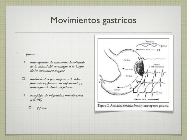 Anatomia y Fisiologia de Estomago