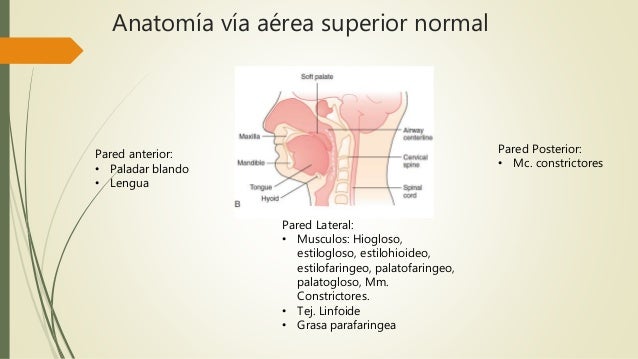 Anatomia Y Fisiologia De La Obstruccion De Via Aerea Superior