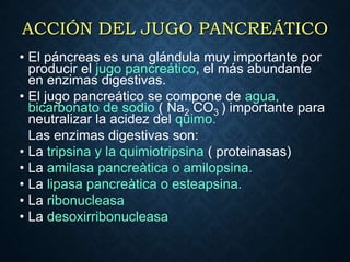 ACCIÓN DEL JUGO PANCREÁTICO
• El páncreas es una glándula muy importante por
producir el jugo pancreático, el más abundant...