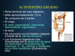 6) INTESTINO GRUESO
• Parte terminal del tubo digestivo.
• Mide aproximadamente 1,5 m
Se compone de 3 partes
• El ciego
• ...