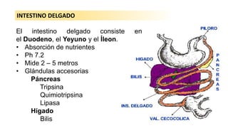 Anatomia y fisiologia del aparato digestivo del conejo