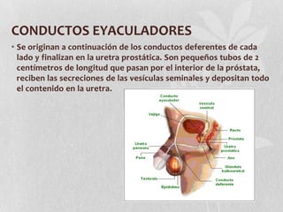 Anatomia y fisiologia del aparato reproductor